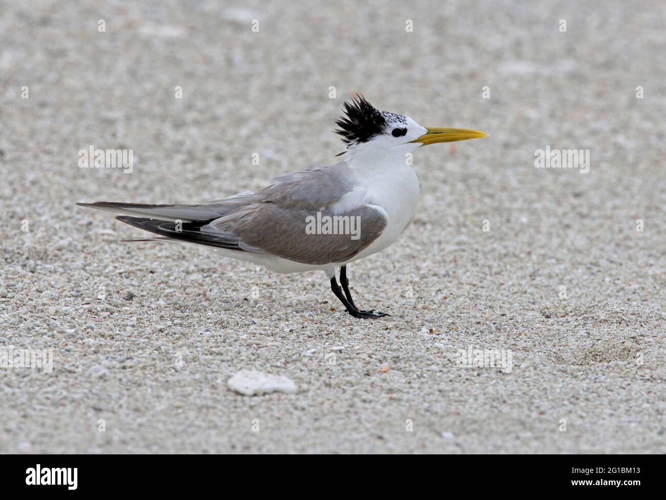 Grande Sterne de Crested (Thalasseus bergii cristatus) adulte sur la plage de corail avec crête relevée Lady Eliot Island, Queensland, Australie Février Banque D'Images