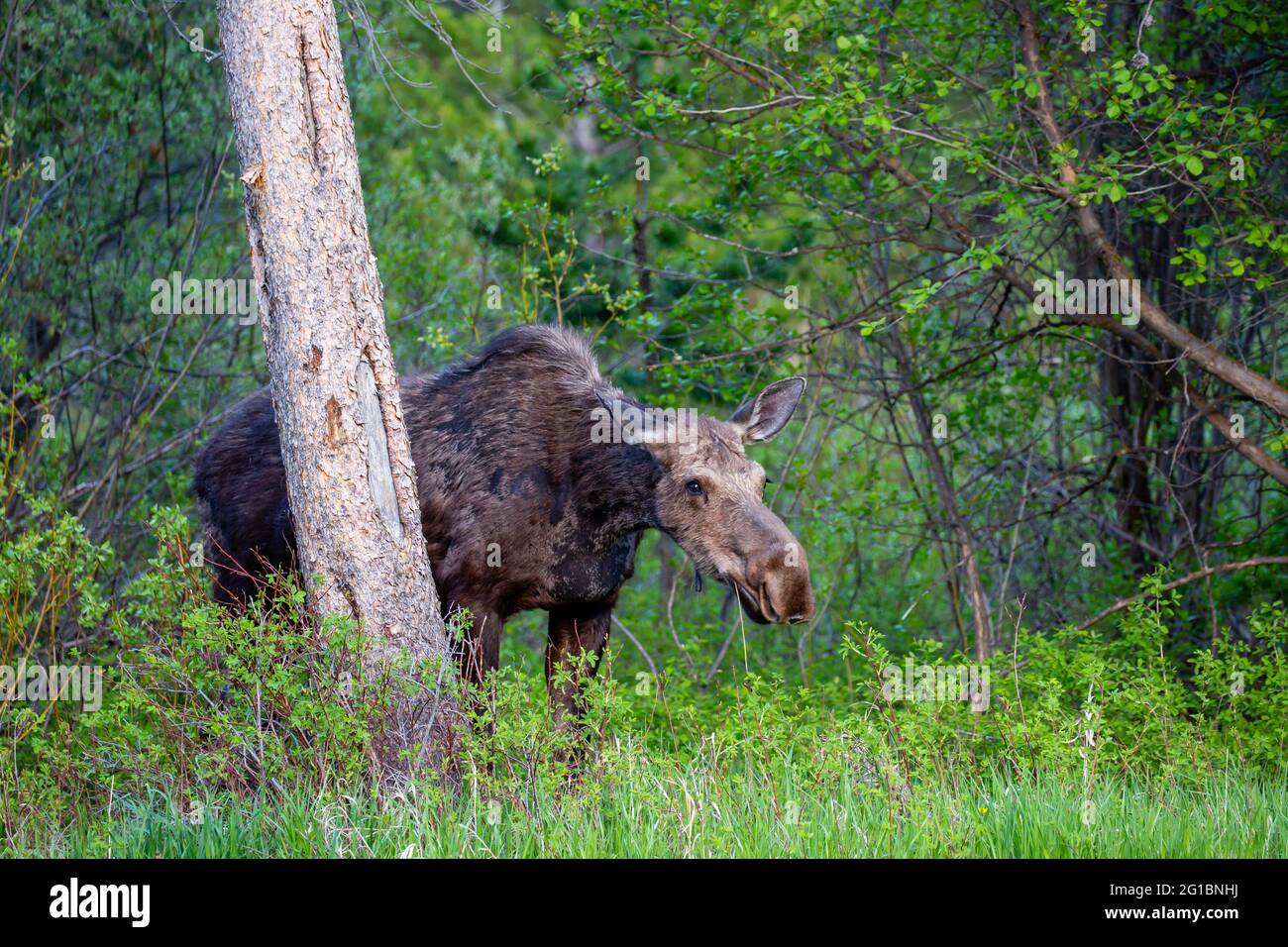Femelle Moose (Alces alces) mangeant à Jackson Hole Wyoming à la fin de mai, horizontalement Banque D'Images