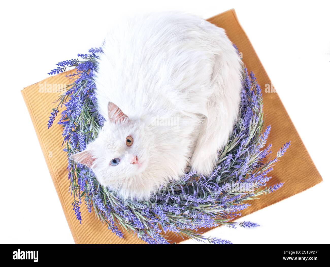 chat blanc à couche plate isolée avec hétérochromie dans la couronne de lavande Banque D'Images