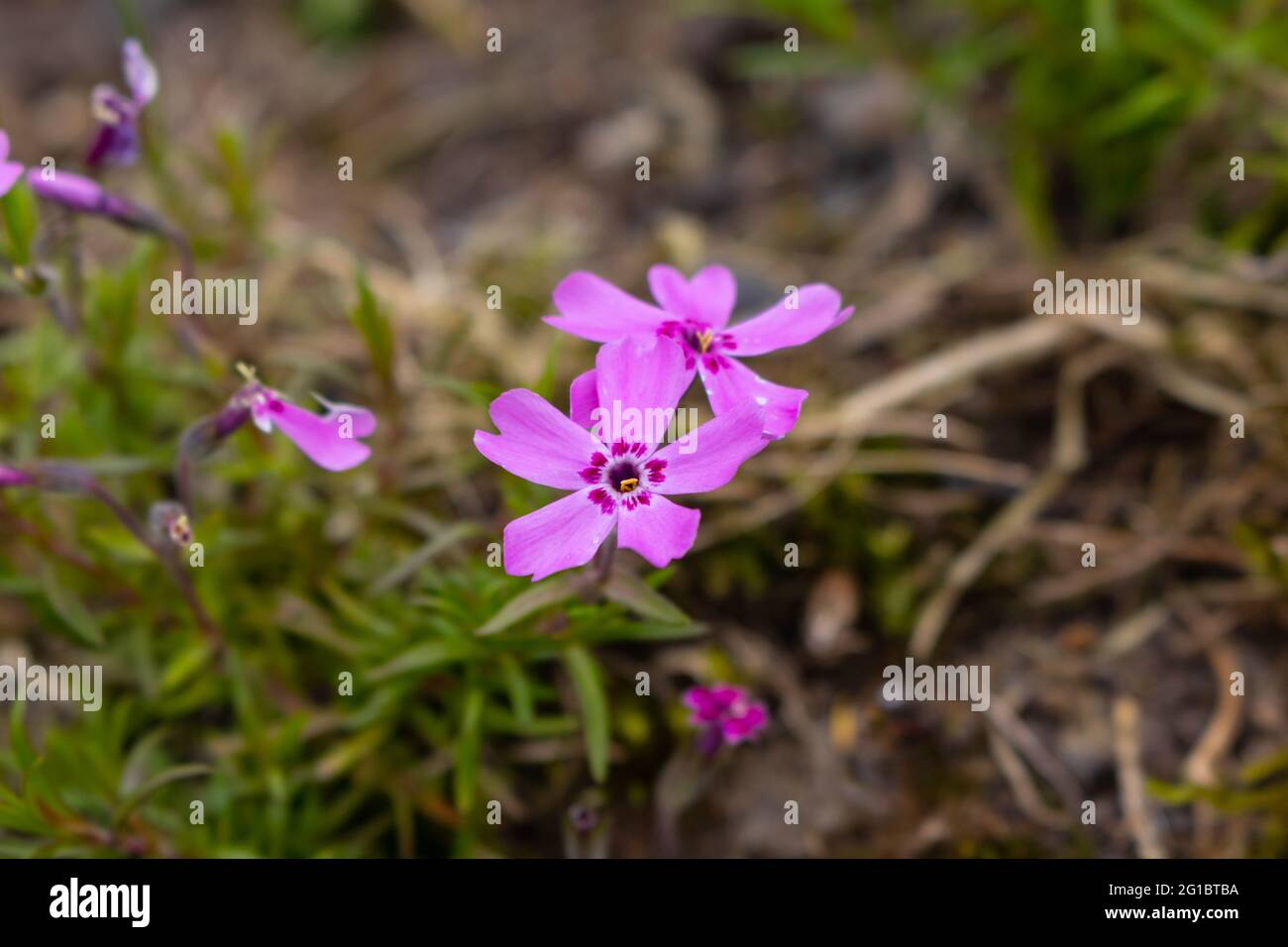 Phlox subulata le phlox rampant ou mousse Banque D'Images