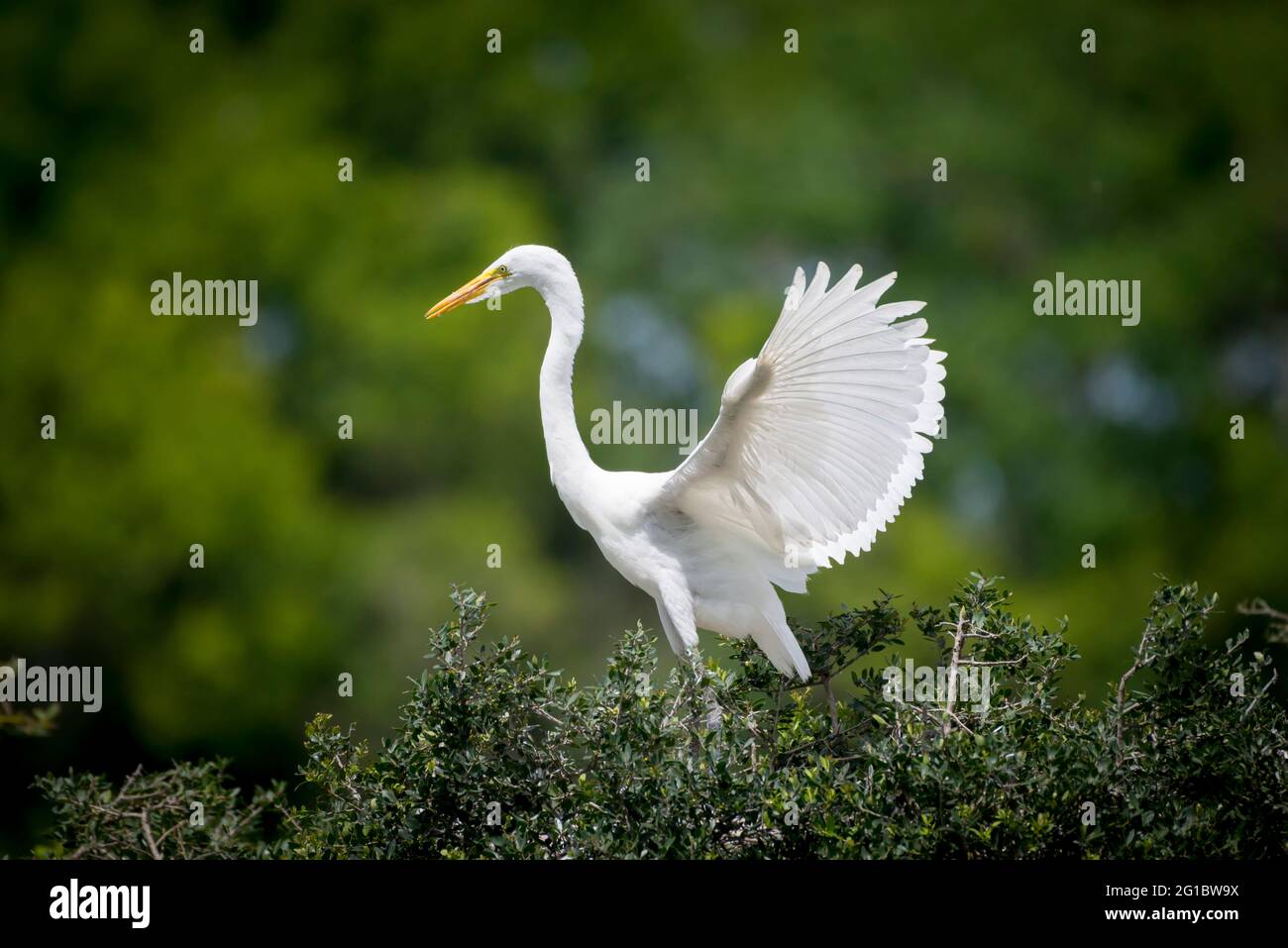 Great Egret à High Island, Texas Banque D'Images
