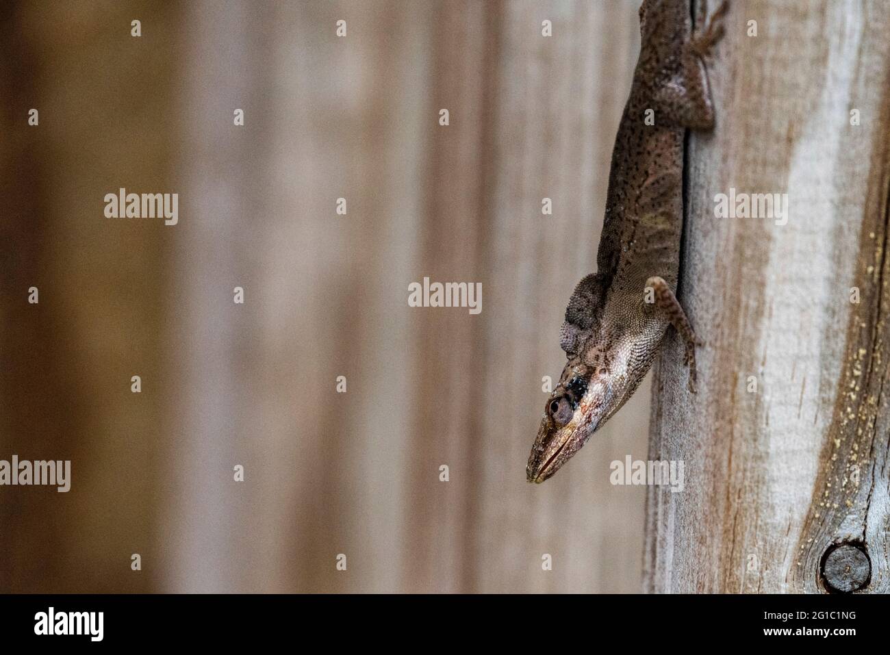 Un lézard de clôture est est suspendu au Five Rivers Delta Centre près de Mobile, Alabama, le 6 juin 2021. Banque D'Images