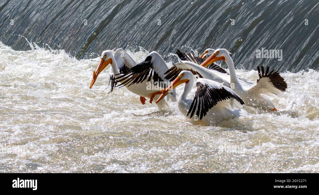 Pélicans blancs américains pêchant dans une rivière Banque D'Images