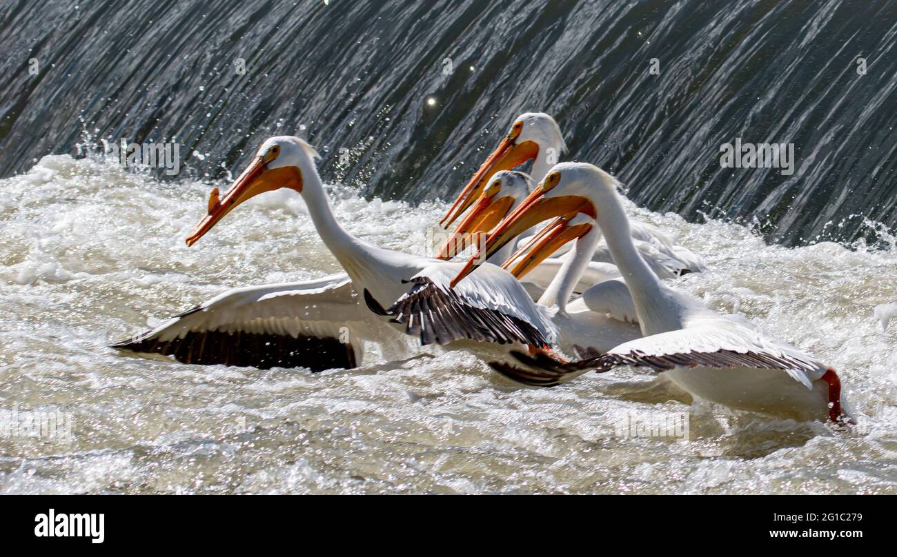 Pélicans blancs américains pêchant dans une rivière Banque D'Images