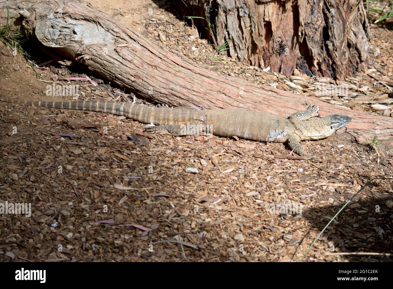 le lézard de surveillance de la santé mange de petits animaux et des fruits. Banque D'Images