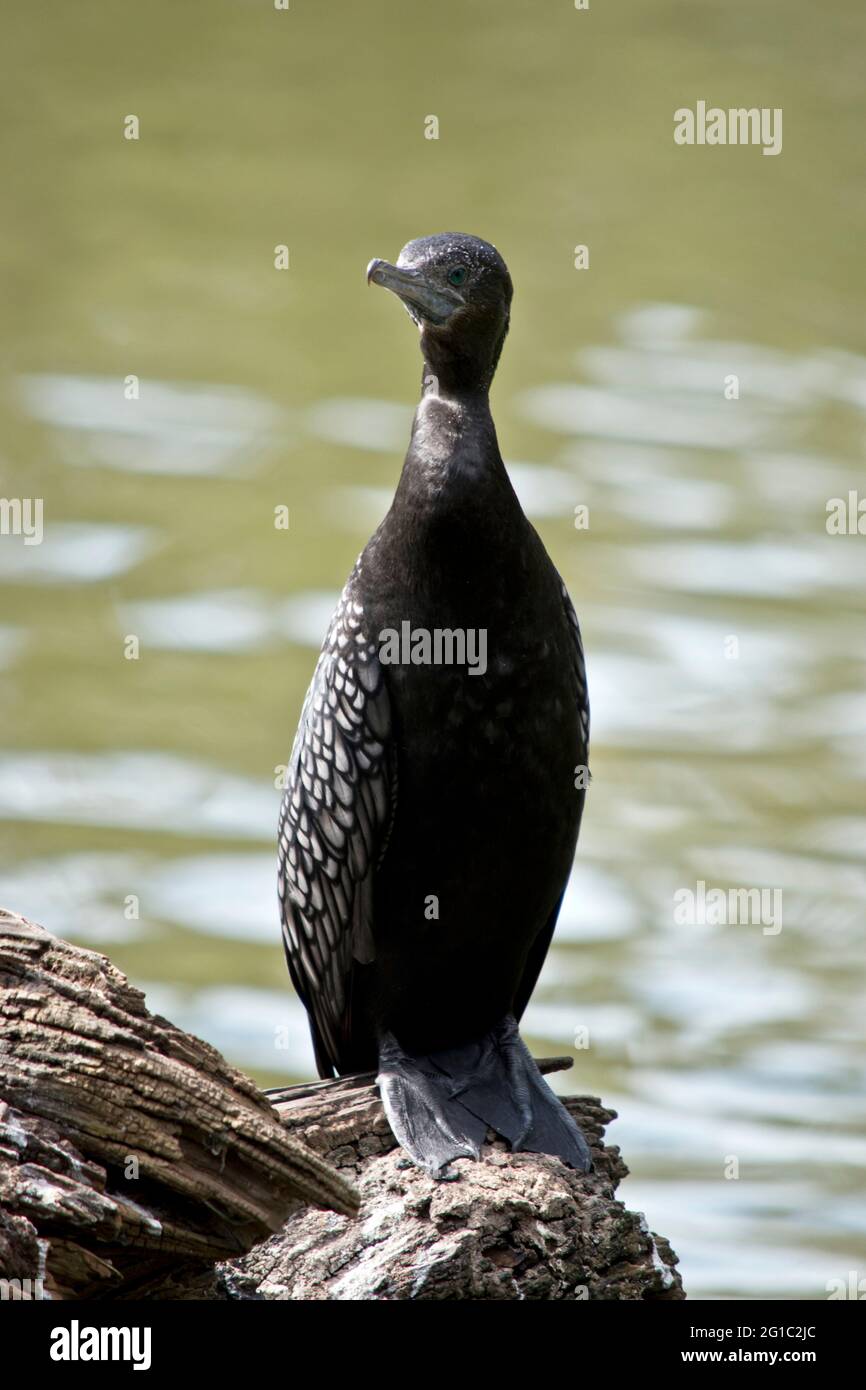 le petit cormoran noir est assis sur une bûche au milieu d'un lac Banque D'Images