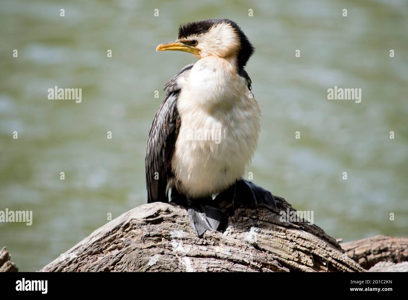 le camorant à pied est un oiseau de mer noir et blanc avec un bec jaune Banque D'Images
