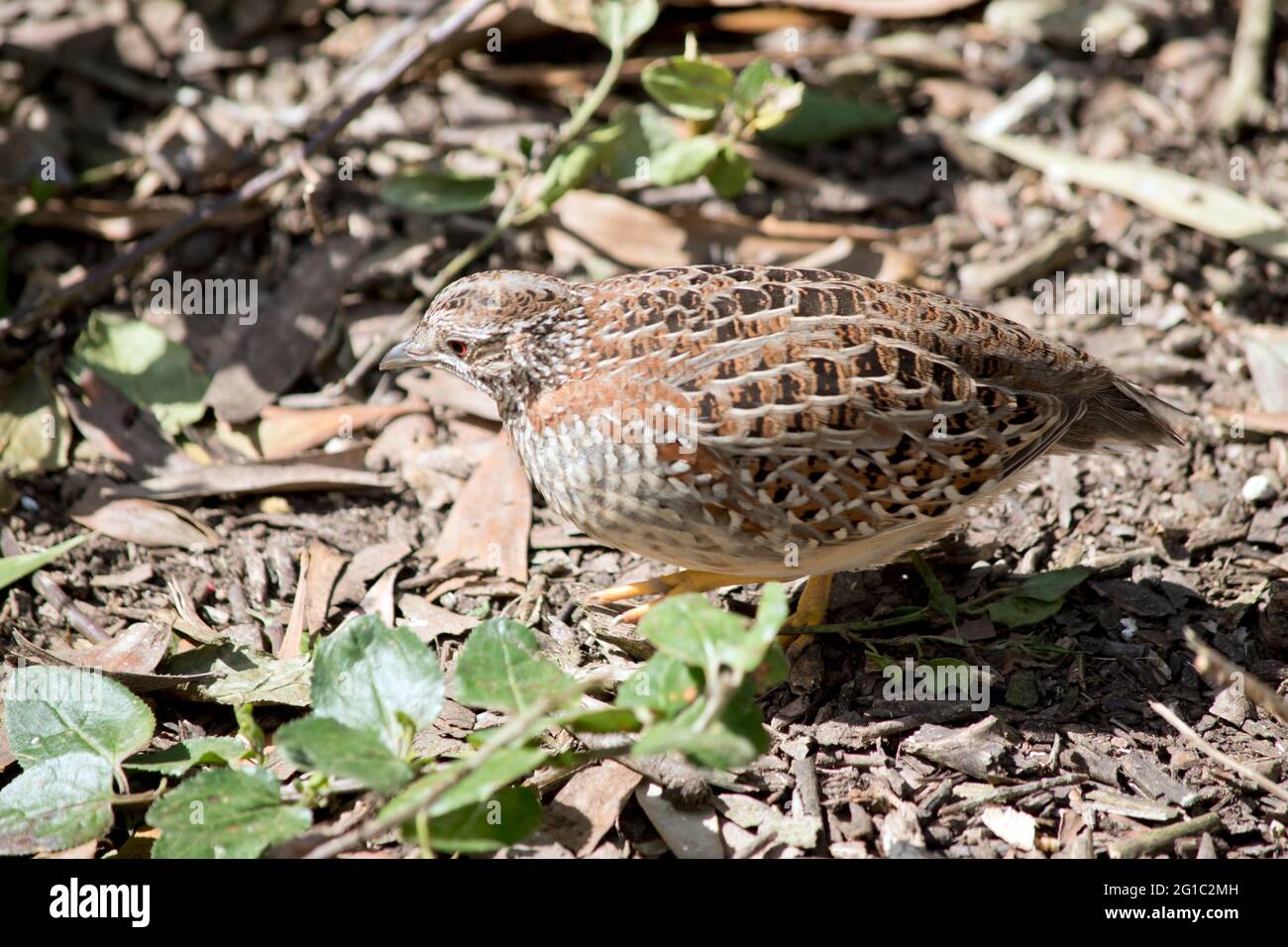 le caille a un bon camouflage et est difficile à trouver Banque D'Images