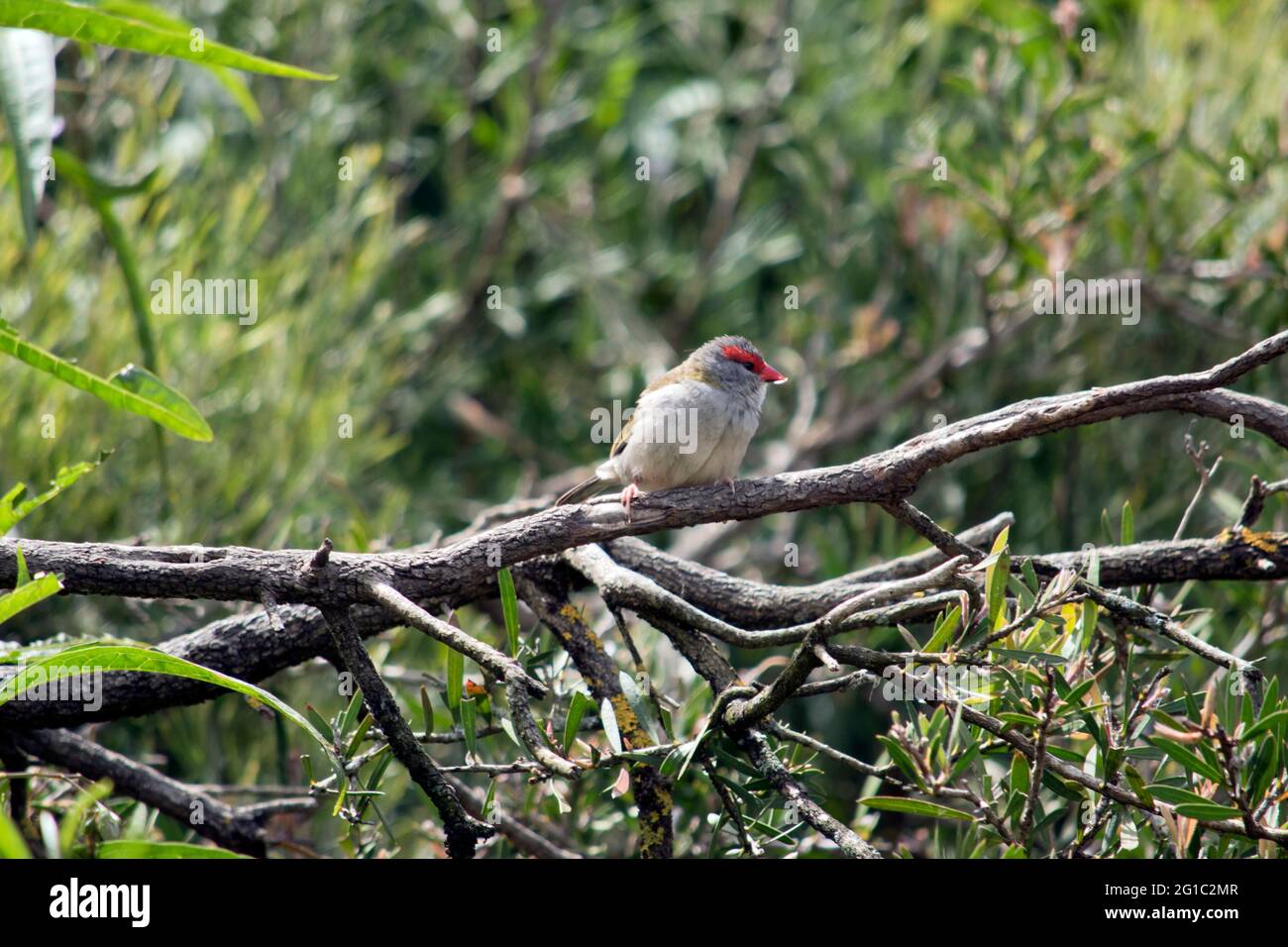 le finch brun rouge est principalement gris avec un bec rouge et une bande rouge sur ses yeux Banque D'Images