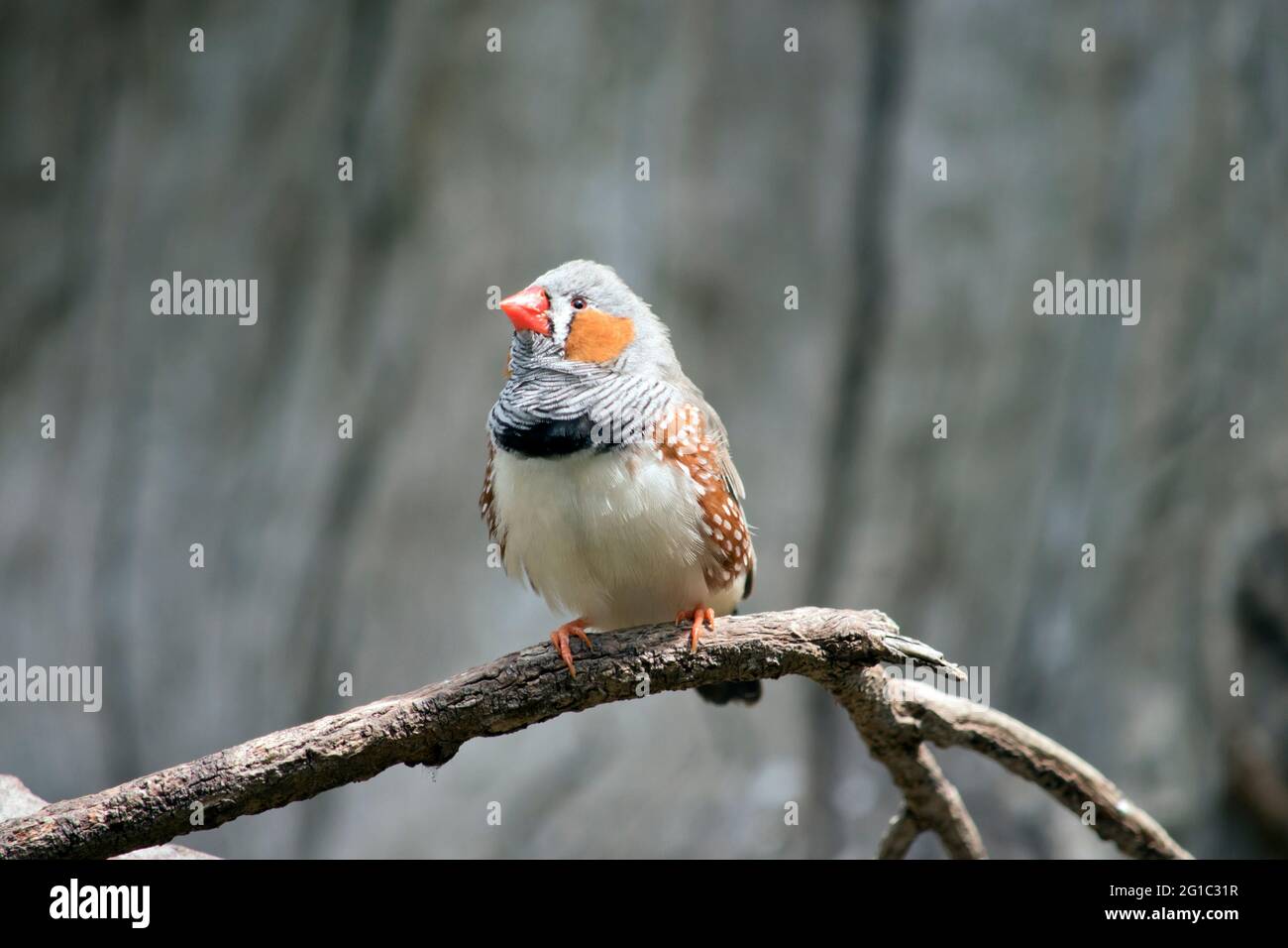 le zébra finch est un oiseau coloré avec un bec orange, une plume grise, des taches brunes et blanches et une joue orange Banque D'Images