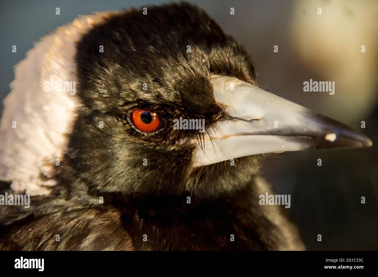Portrait en gros plan du visage de la capie australienne sauvage mature (cracticus tibicen) Queensland, Australie. Poser pour un ami photographe. Banque D'Images