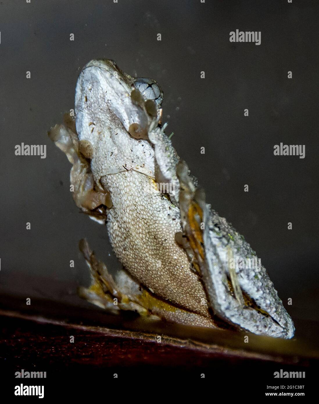 Dessous de la grenouille d'arbre à pois d'émeraude, Grenouille d'arbre de Peron, littoria peronii, sur une fenêtre en verre la nuit. Après la pluie, printemps, Queensland, Australie. Banque D'Images