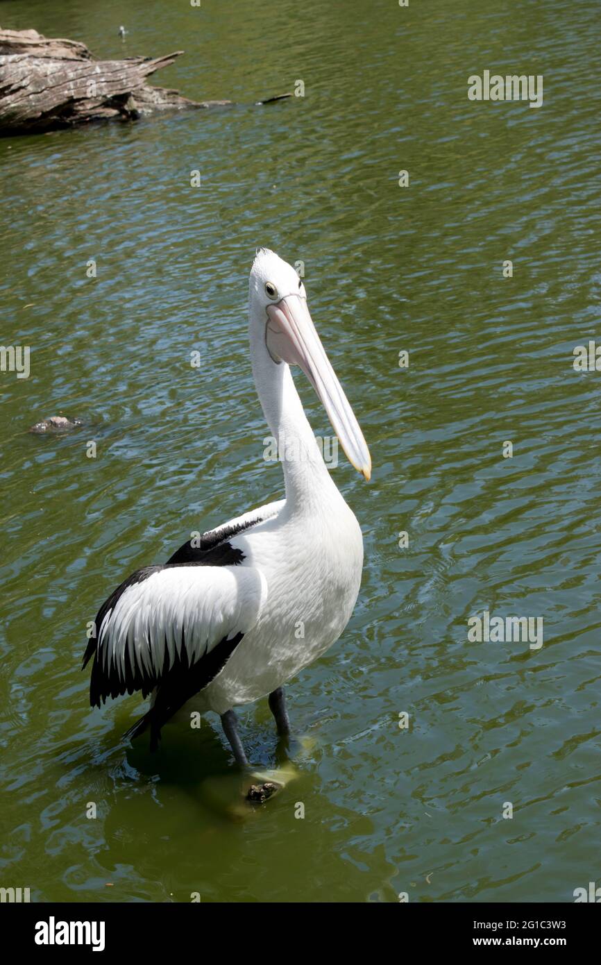 Le pélican australien est un oiseau de mer noir et blanc avec un grand bec rose Banque D'Images