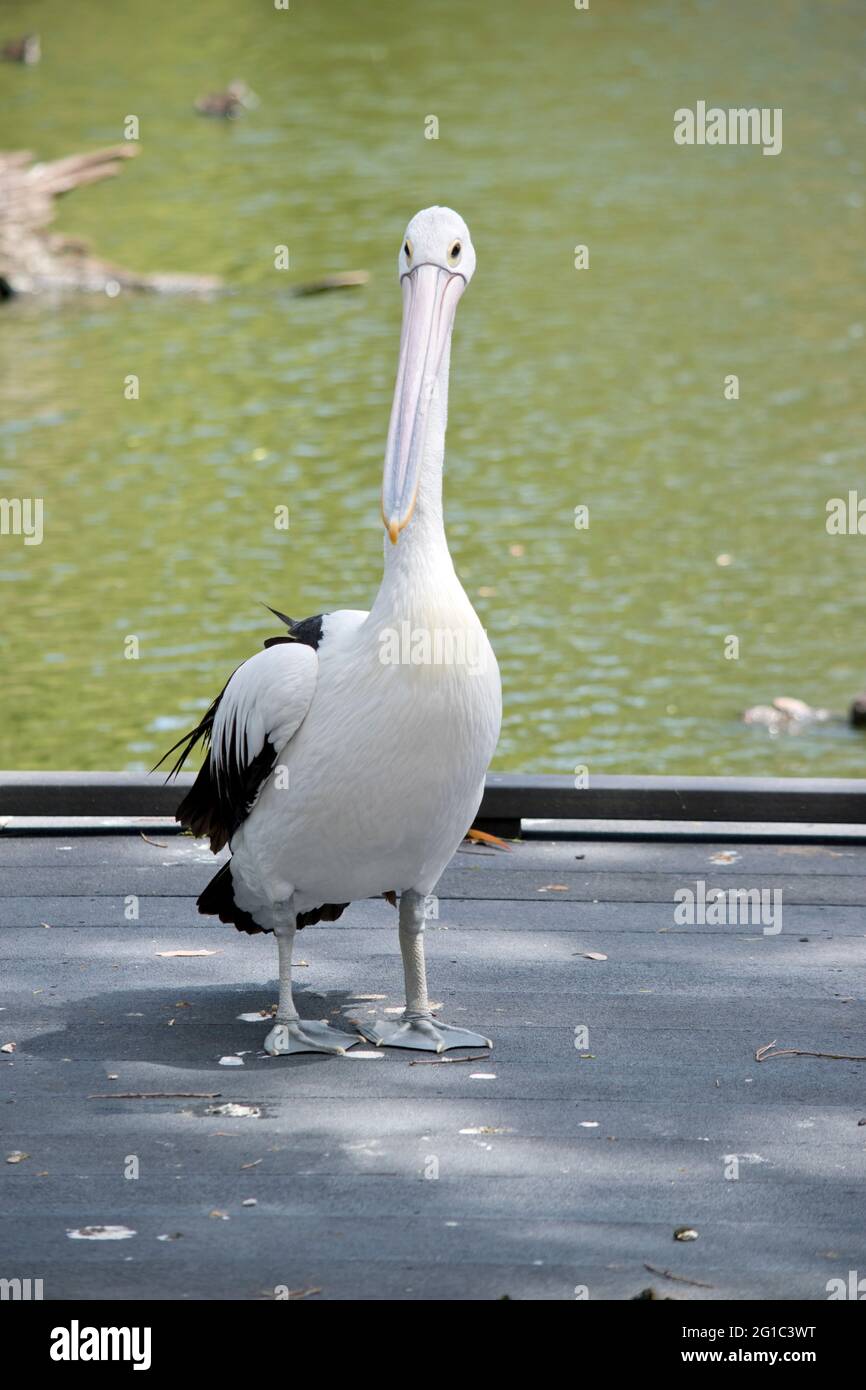 Le pélican australien est un oiseau de mer noir et blanc avec un grand bec rose Banque D'Images