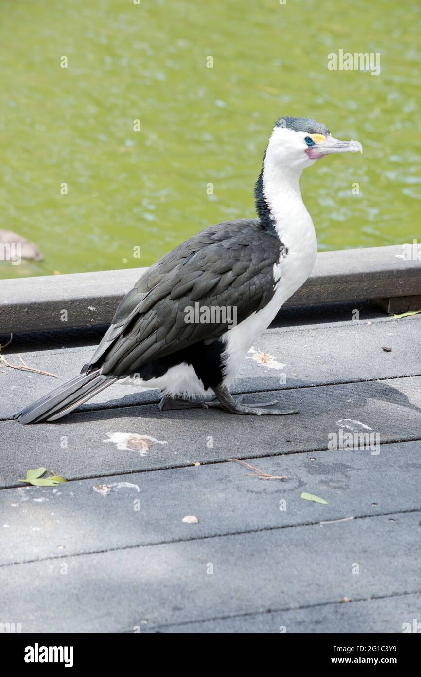 le cormorant à pied est un oiseau de mer noir et blanc Banque D'Images