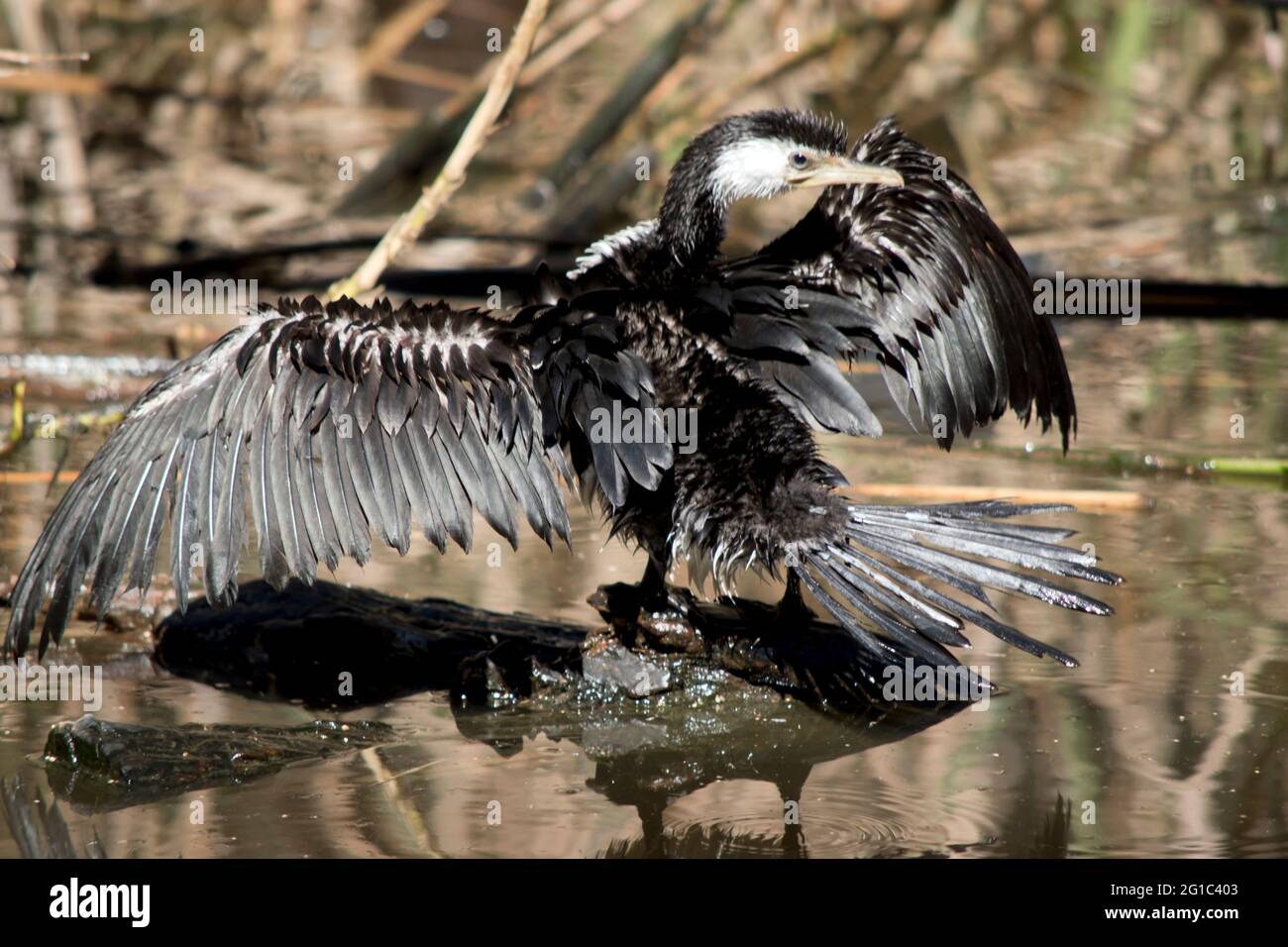 Le pied Cormorant est un grand oiseau noir et blanc avec une longue, grise, crochet facture et des pattes noires et des honoraires Banque D'Images
