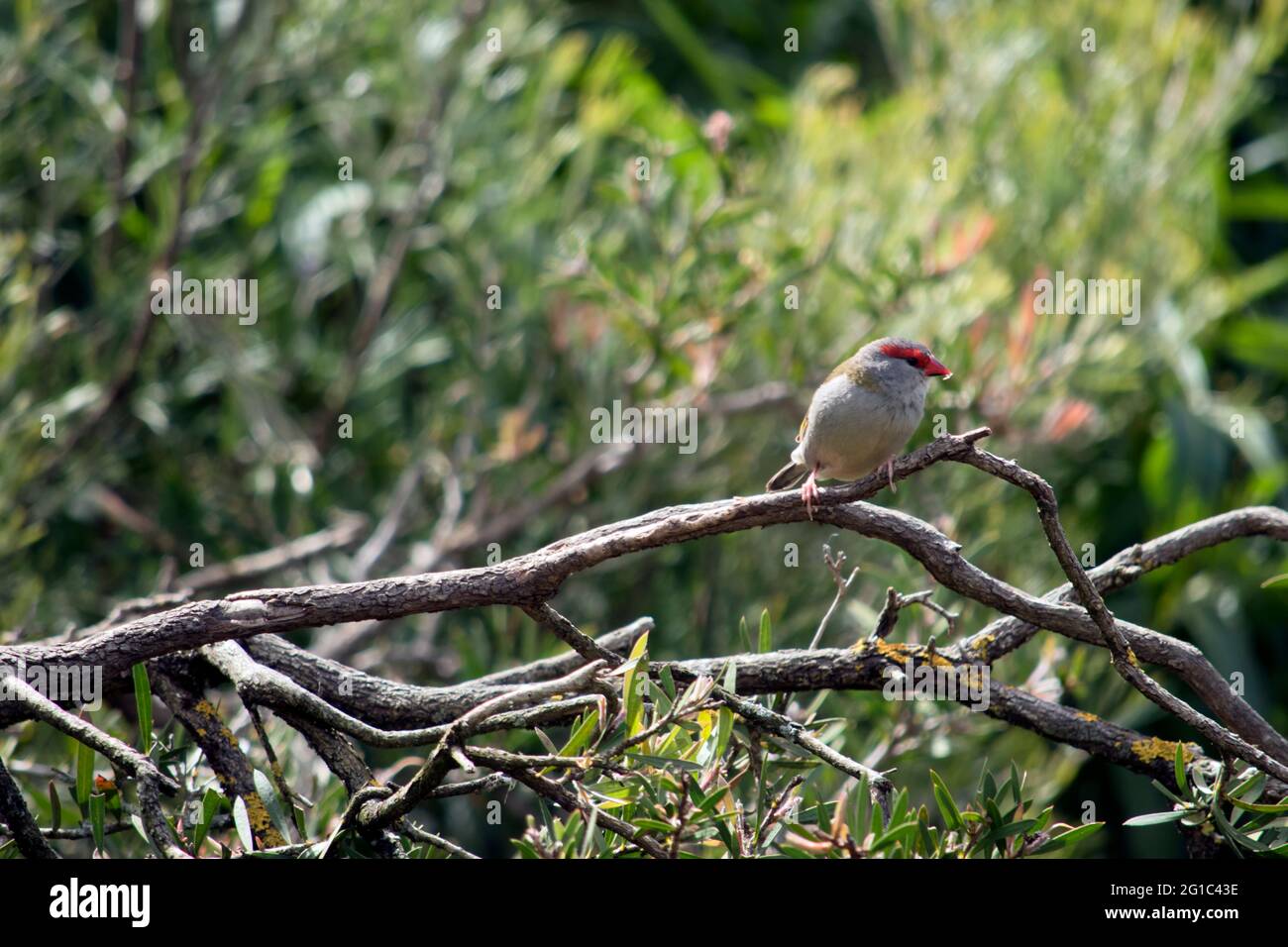 le finch brun rouge est principalement gris avec un bec rouge et une bande rouge sur ses yeux Banque D'Images