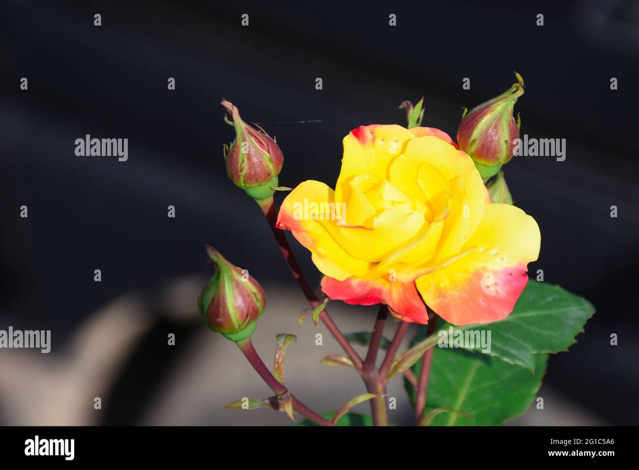 Vue macro de la rose jaune et du bourgeon avec des feuilles vertes Banque D'Images