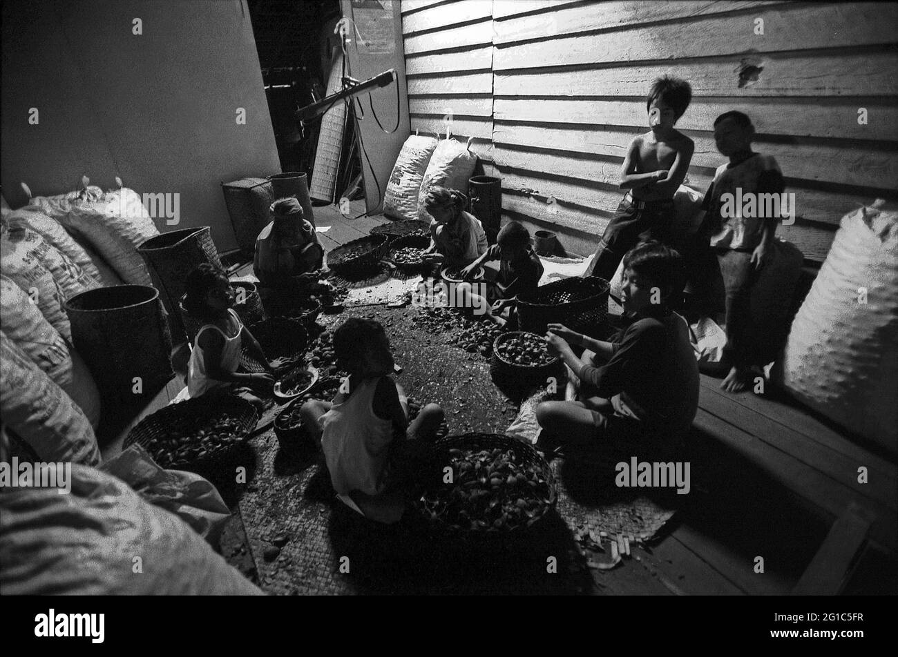 Sungai Uluk Palin, Kapuas Hulu, Kalimantan occidental, Indonésie. Mars 2007. Des femmes et des enfants enlevant des coquilles de noix de suif de Bornéo (tengkawang) dans la maison de la communauté de Dayak Tamambaloh dans le village d'Uluk Palin (Sungulo Palin).--photographiés sur film noir et blanc, scannés, numérisés. Banque D'Images