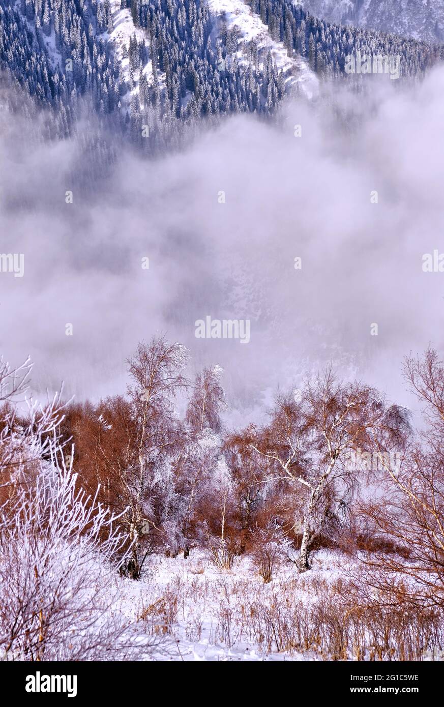 Le matin, il y a du givre blanc et de la neige sur les branches d'arbres dans les montagnes, sur fond de sapins enneigés; concept de conte de fées d'hiver Banque D'Images