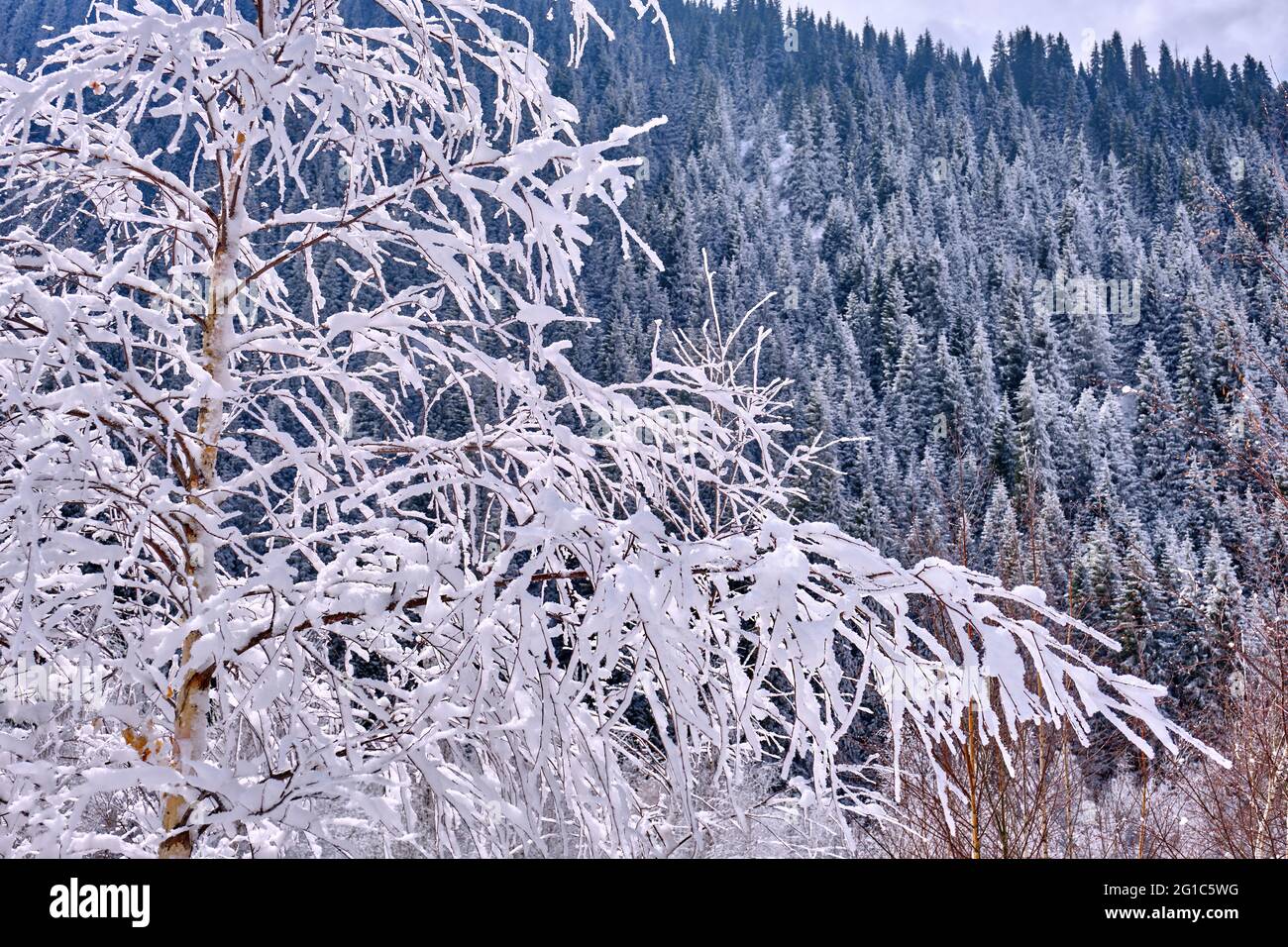 Un gel blanc matinal sur les branches d'un arbre dans les montagnes sur le fond de sapins enneigés; plantes gelées après une chute de neige de près Banque D'Images
