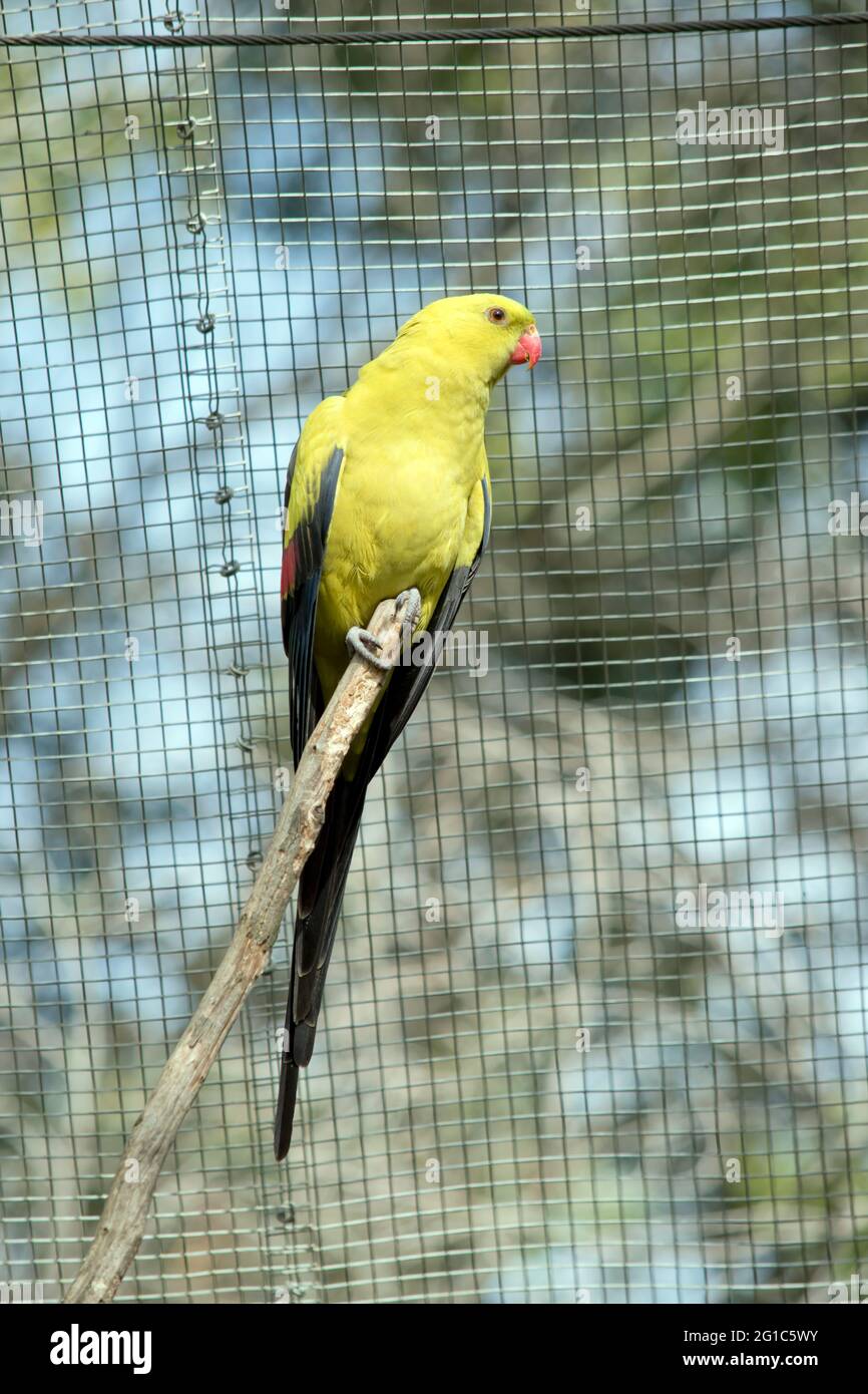 le perroquet régent mâle est jaune avec un bec rouge Banque D'Images