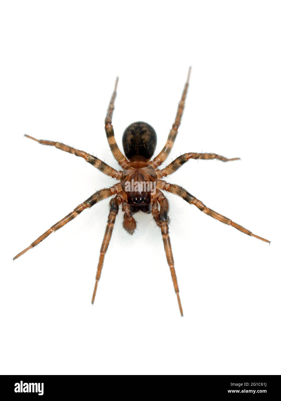 Araignée brune colorée de loup mâle (genre Pardosa) isolée sur blanc. D'en haut, isolé Banque D'Images