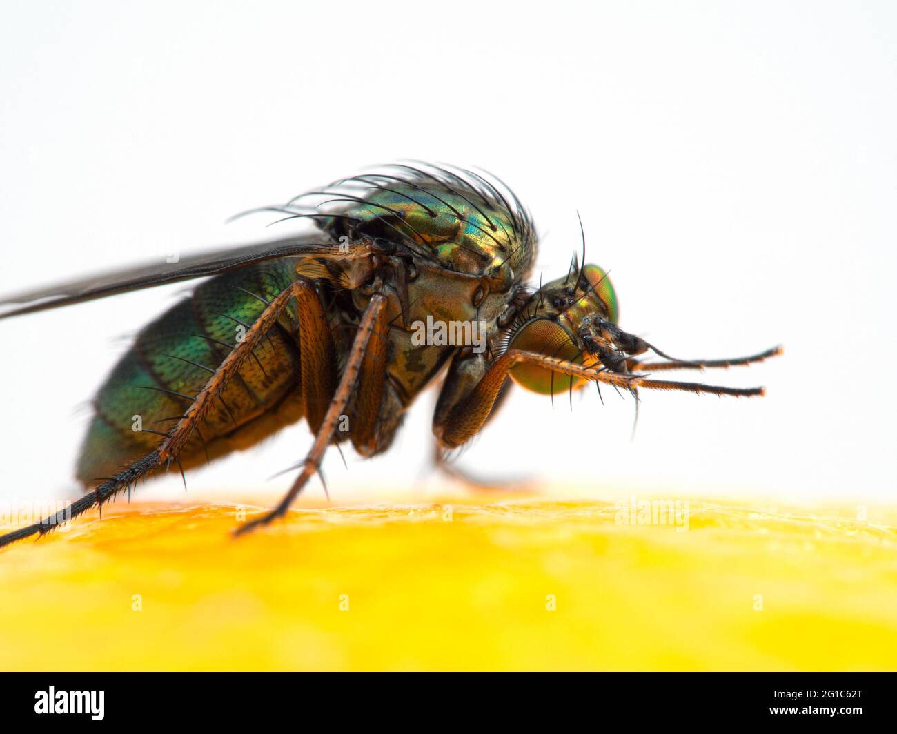 Gros plan d'une jolie mouche verte à longues pattes, Dolichopodidae, se toilettant tout en se reposant sur la surface d'un citron Banque D'Images