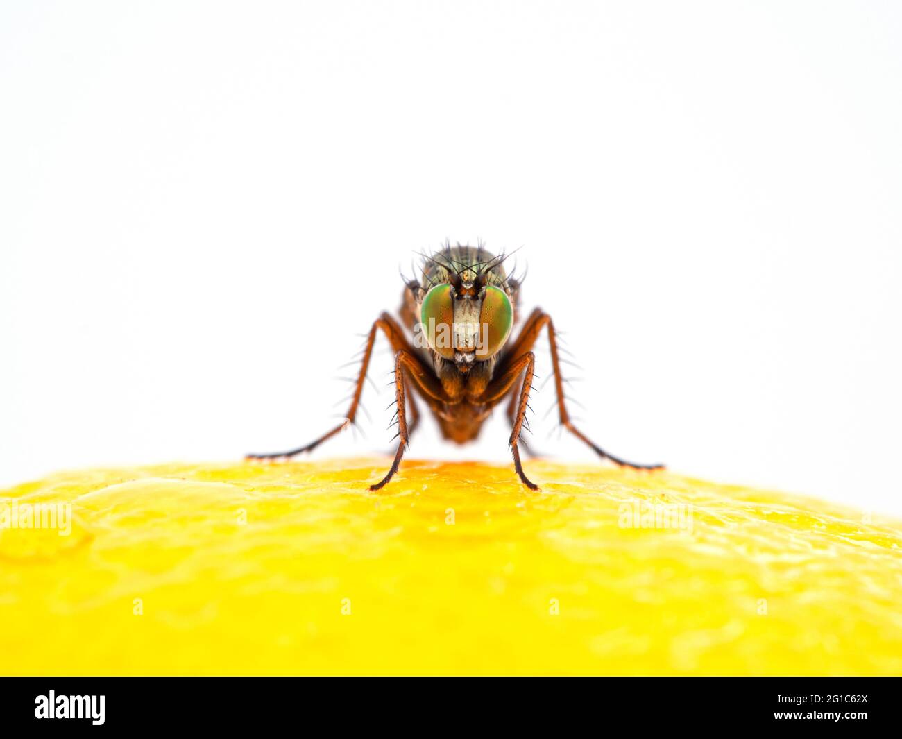 Mouche à long pattes, espèce Dolichopodidae, avec des yeux colorés face à la caméra tout en se reposant sur la surface d'un citron. Isolé Banque D'Images