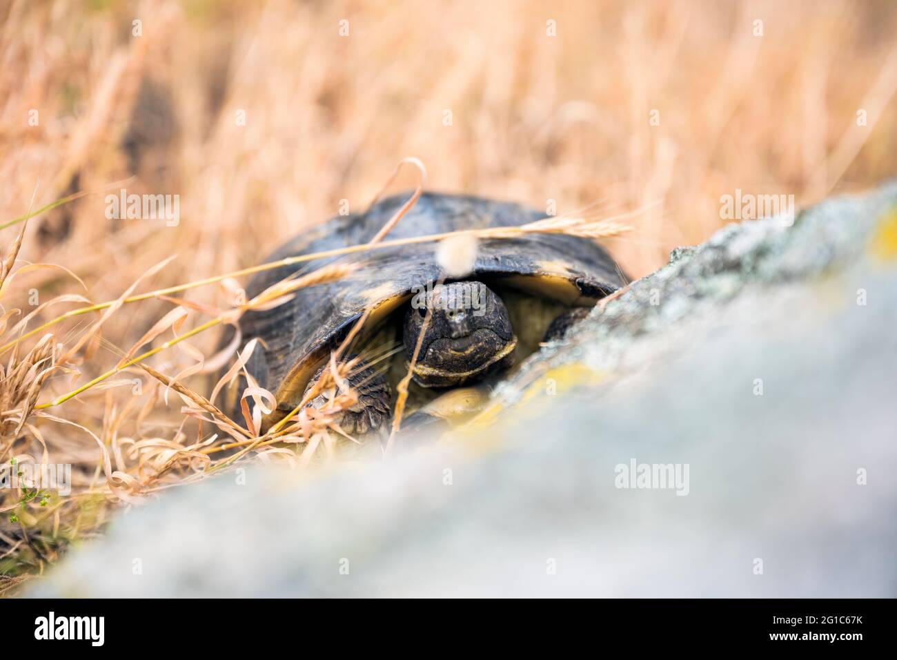 (Mise au point sélective) vue imprenable sur une Tortue Marginée sarde marchant dans la nature. Banque D'Images (Mise au point sélective) vue imprenable sur une Tortue Marginée sarde marchant dans la nature. Banque D'Images
