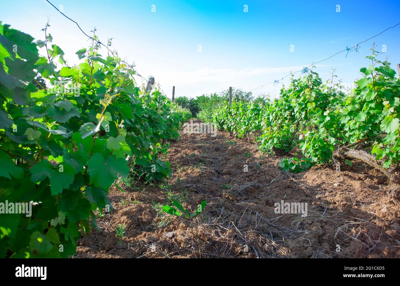 vignoble sur le terrain. récolte de raisins pour le vin Banque D'Images