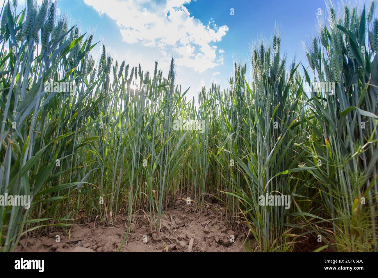 champ de blé, fond vert de plante fraîche Banque D'Images