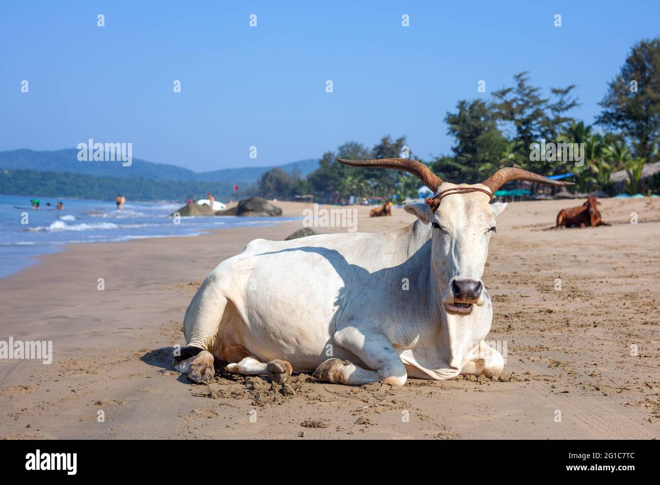 Vache blanche sacrée avec de grandes cornes couchées sur la plage d'Agonda, Goa, Inde Banque D'Images