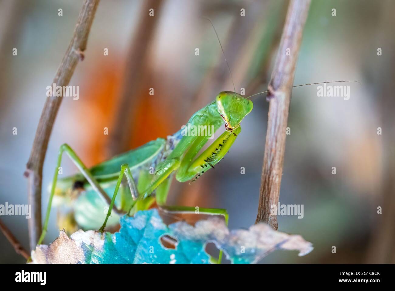 En priant des mantis gros plan assis sur une feuille regardant la caméra, montrant les bras, les yeux et l'antenne à pointes. La mante européenne, Mantis religiosa Banque D'Images