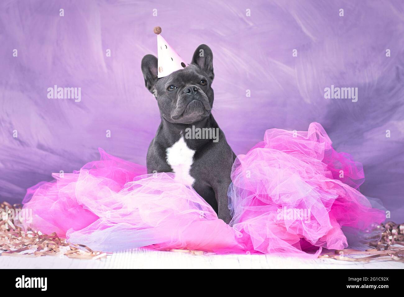 Chien Bulldog français portant un chapeau de fête et une jupe tutu rose Banque D'Images