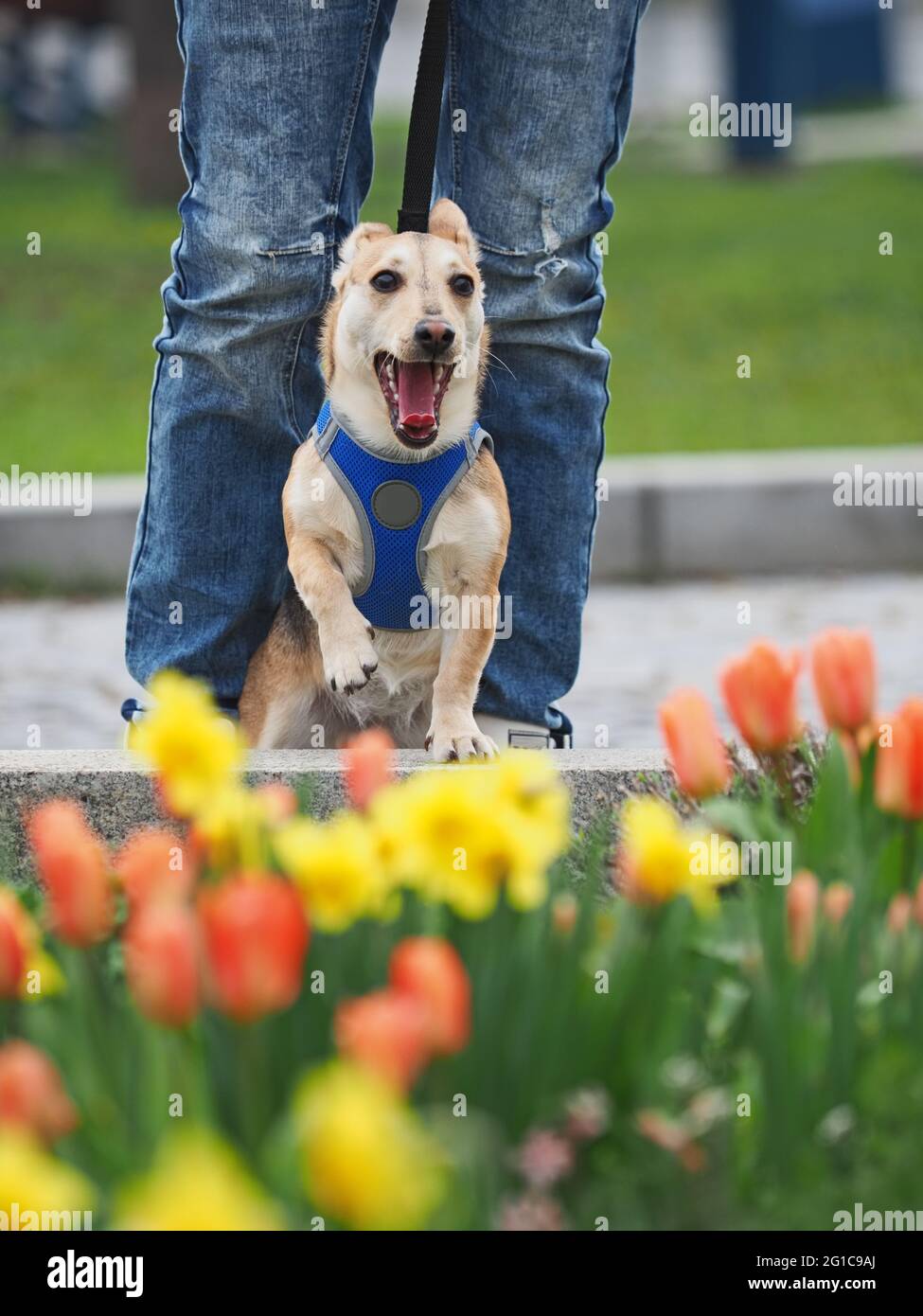 une femme adulte sympathique marche le petit chien au printemps Banque D'Images