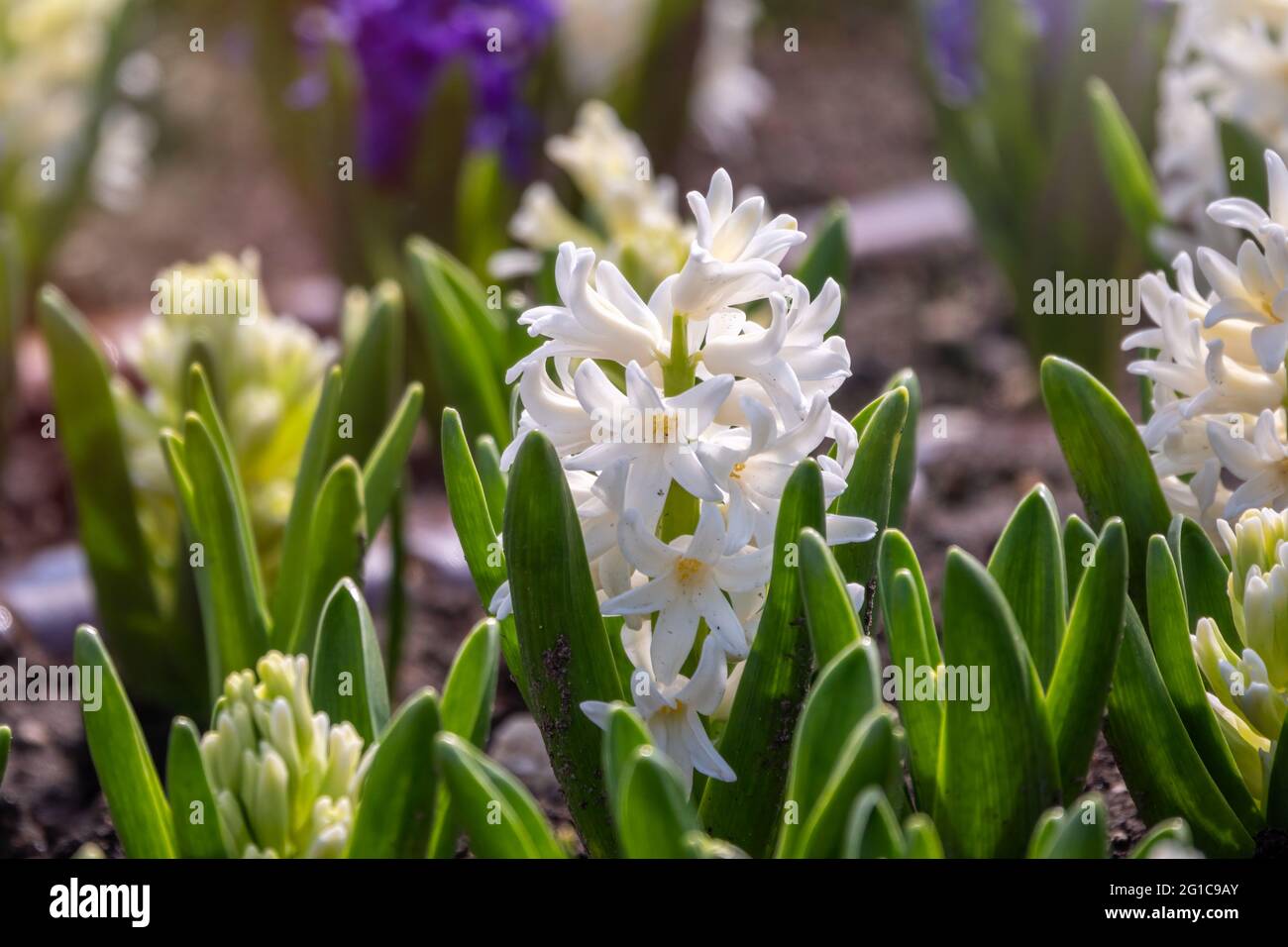 Le jacinthus orientalis fleurit en blanc et en bleu sur un fond abstrait.  Jacinthe de Carnegie blanche. Bonjour printemps. Utilisé dans l'industrie  du parfum Photo Stock - Alamy