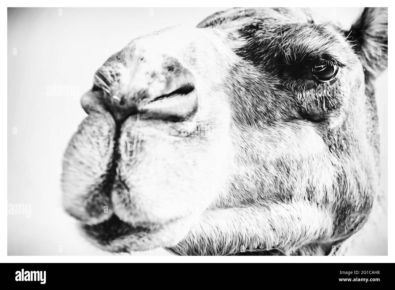 Art de chameau style pop Andy Warhol. Affiche tendance dans un design coloré et minimaliste. Aquarelle noir et blanc style monochrome panorama. Banque D'Images