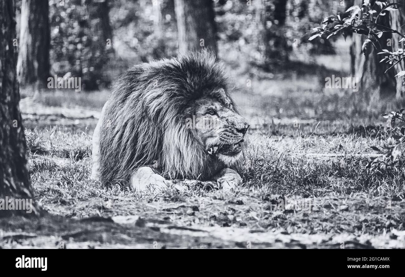 Ein prachtvoller Löwe zerkaut seine Beute im Serengeti-Park Resort Zoo à Hodenhagen.Der König des Dschungels in schwarzweiss monochrome. Banque D'Images
