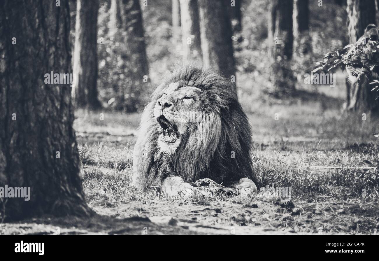 Ein prachtvoller Löwe zerkaut seine Beute im Serengeti-Park Resort Zoo à Hodenhagen.Der König des Dschungels in schwarzweiss monochrome. Banque D'Images