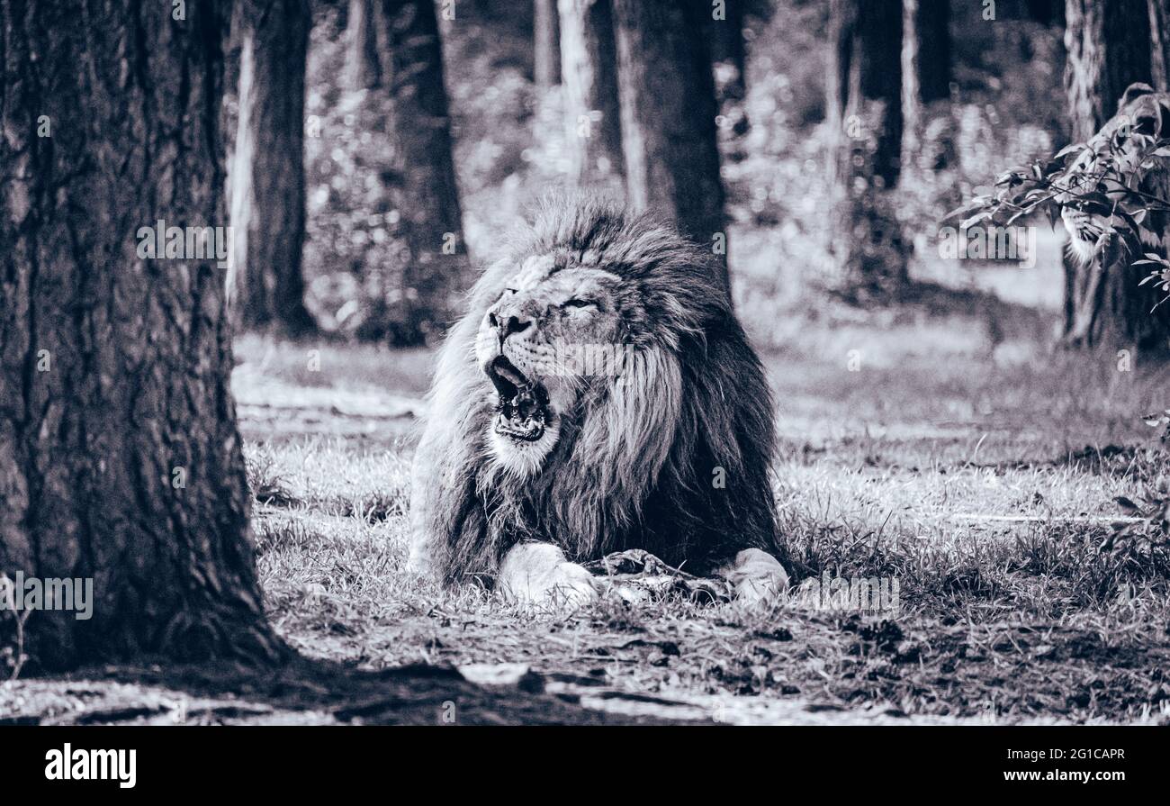 Un magnifique lion rade sa proie au Serengeti-Park Resort Zoo à Hodenhagen. Le roi de la jungle en noir et blanc monochrome. Banque D'Images