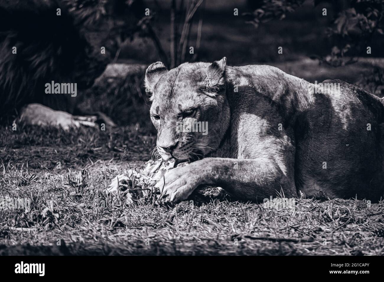 Le roi de la jungle se nourrissant en noir et blanc surréaliste monochrome. Parc animalier à Hodenhagen Un magnifique lion raque sa proie. Banque D'Images