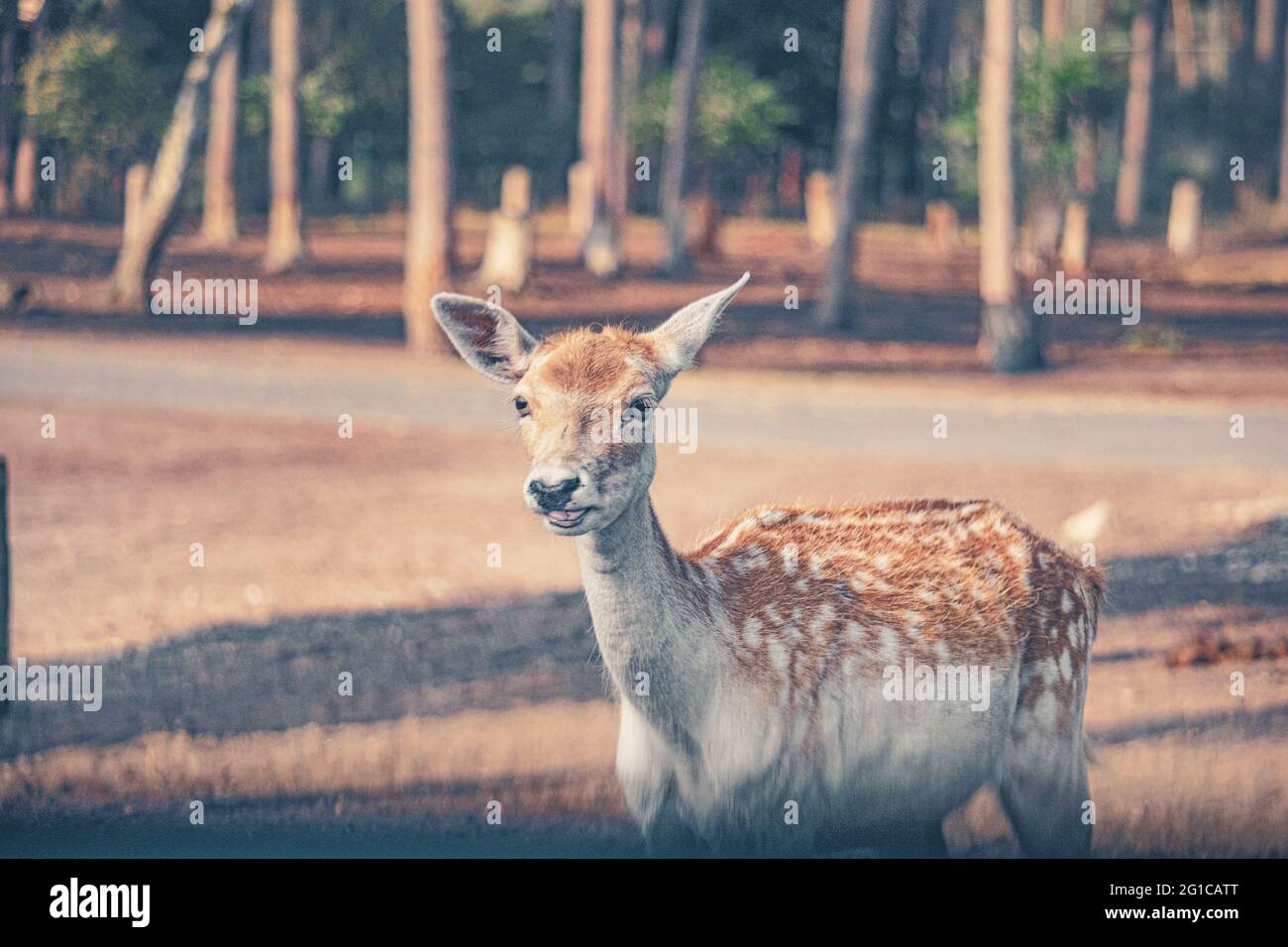 Gros plan d'un curieux cerf d'axe dans le parc Serengeti à Hodenhagen à la recherche de nourriture. Un jeune cerf pendant les heures du matin. Banque D'Images