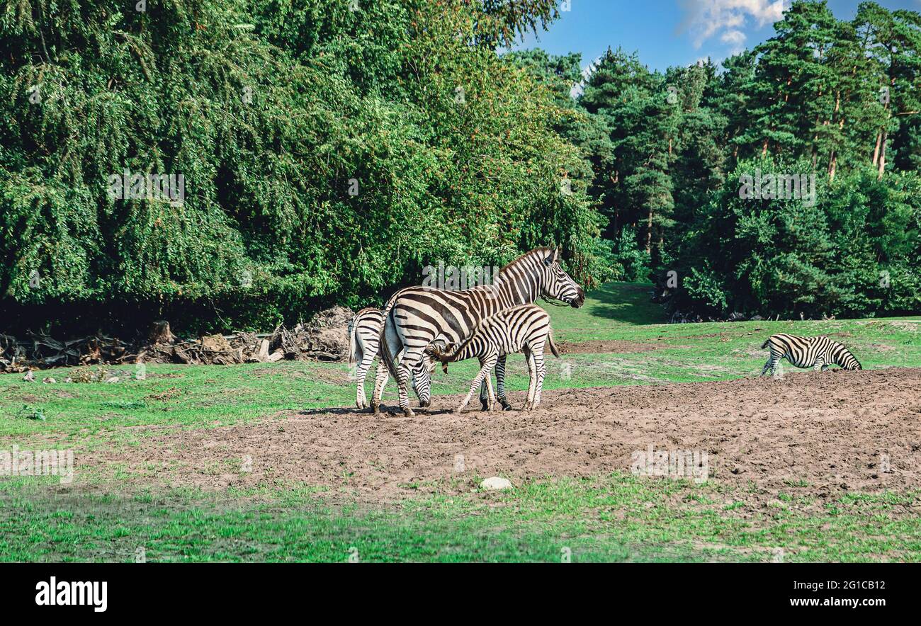 Zebra sucht Futter auf einer Weide im Serengeti Park à Hodenhagen und stilt ihr Neugeborenes Jungtier am frühen Morgen.Zebra in der Freien Natur. Banque D'Images