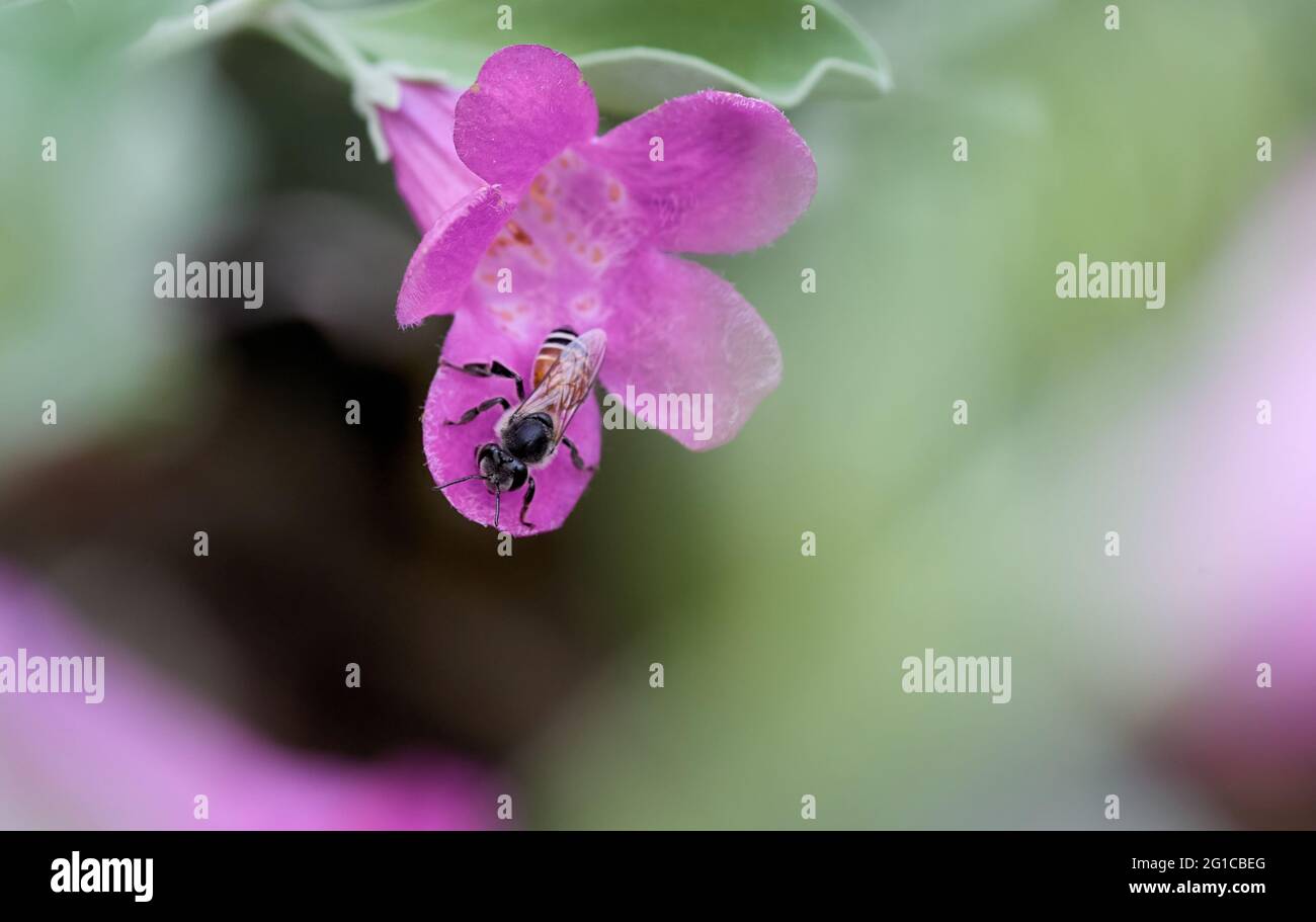 Une abeille sur la petite fleur rose Banque D'Images