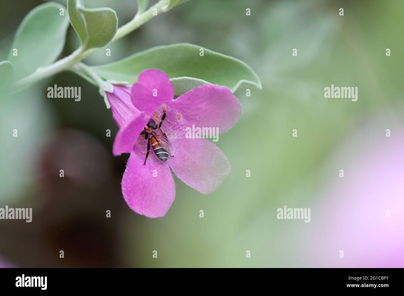 Une abeille sur la petite fleur rose Banque D'Images