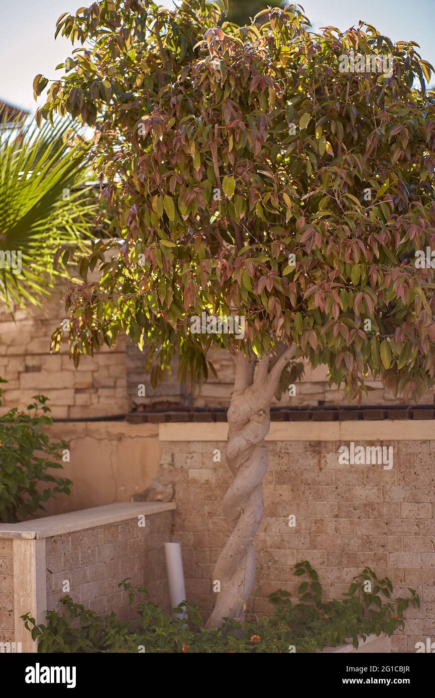 Arbre tropical et minimum naturel résumé texture de béton fond pour la présentation de produit cosmétique. Podium haut de gamme avec arbre tropical et ombres sur mur beige en pierre naturelle Banque D'Images