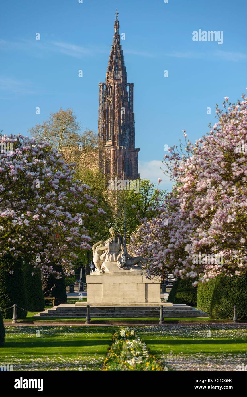 FRANCE, BAS-RHIN (67), STRASBOURG, PLACE DE LA RÉPUBLIQUE, MAGNIFIQUE ARBRE EN FLEUR AU PRINTEMPS ET CATHÉDRALE DE STRASBOURG Banque D'Images