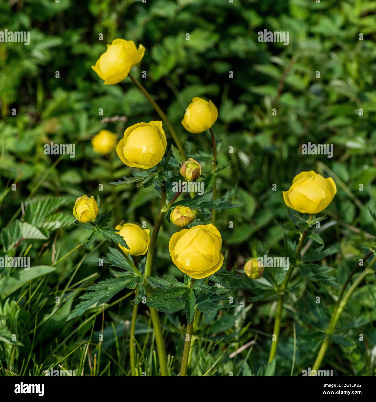 Trollius europaeus ou globeflower Banque D'Images