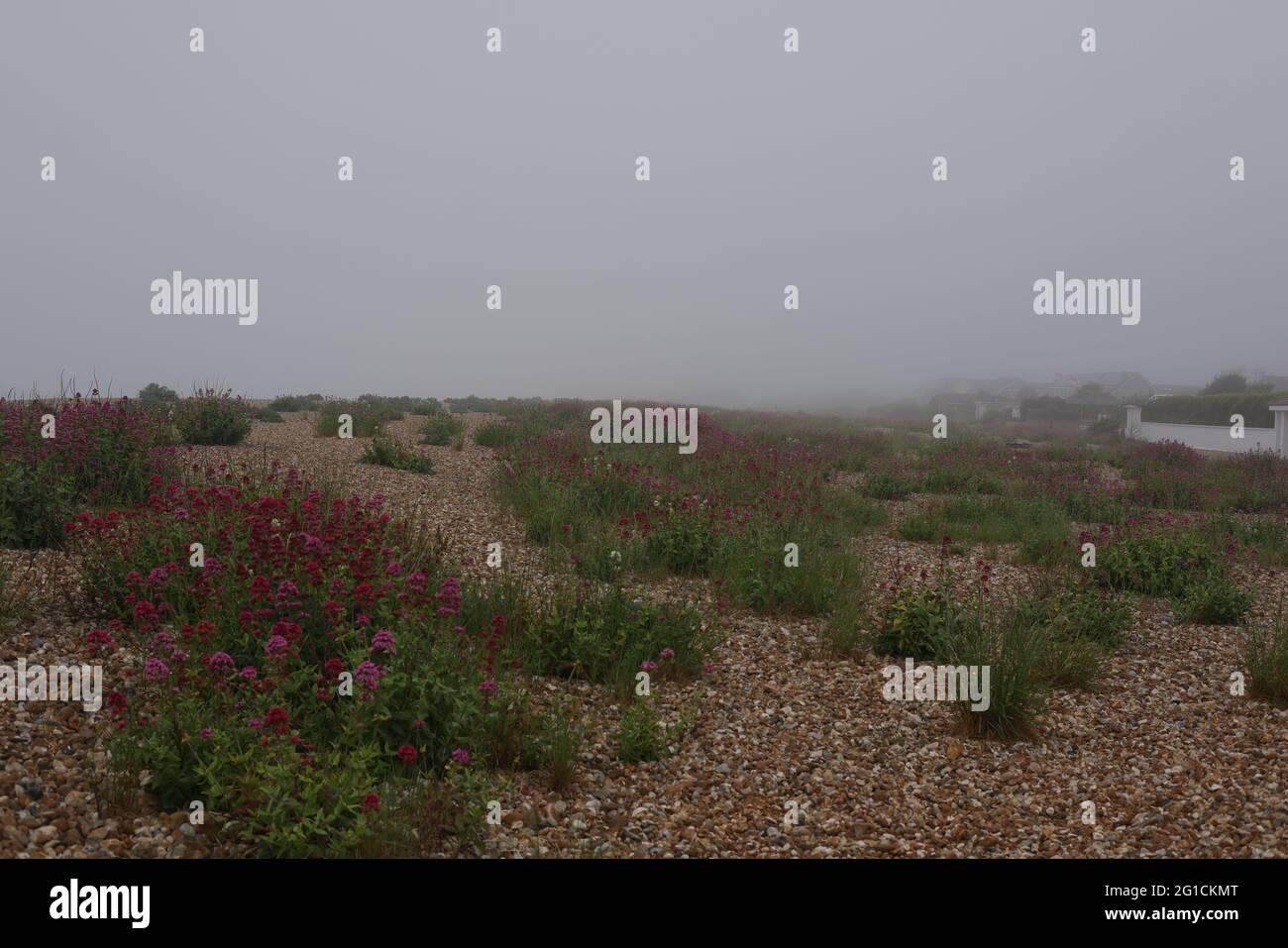 Aldwick, Royaume-Uni. 7 juin 2021. Météo Royaume-Uni. Des plantes sauvages poussent sur la plage de galets pendant la brume matinale sur la côte sud. Crédit: Joe Kuis / reportage Alay Banque D'Images